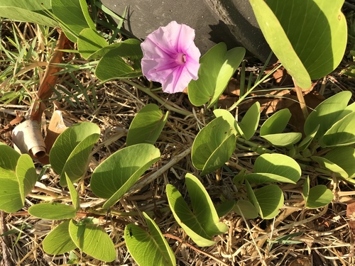 Ipomoea pes-caprae observed 2018-07-10