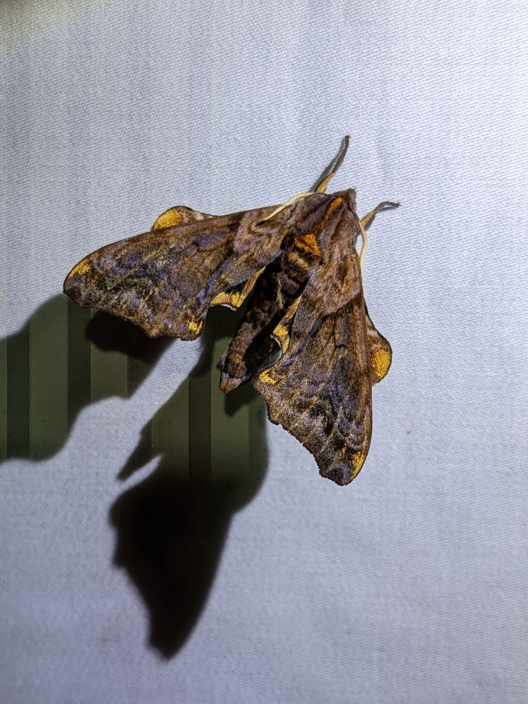Small-eyed Sphinx from Brushcreek Township, OH, USA on July 16, 2022 at ...