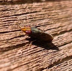 Cephaloconus tenebrosus