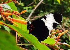 Heliconius sapho leuce