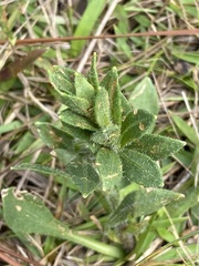 Carphephorus paniculatus