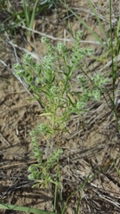 Cryptantha fendleri