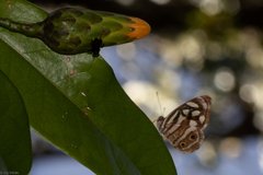 Dynamine postverta postverta