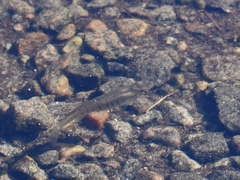 Fundulus diaphanus