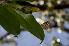 Dynamine postverta postverta