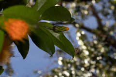 Dynamine postverta postverta