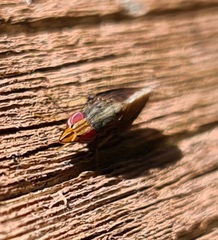 Cephaloconus tenebrosus