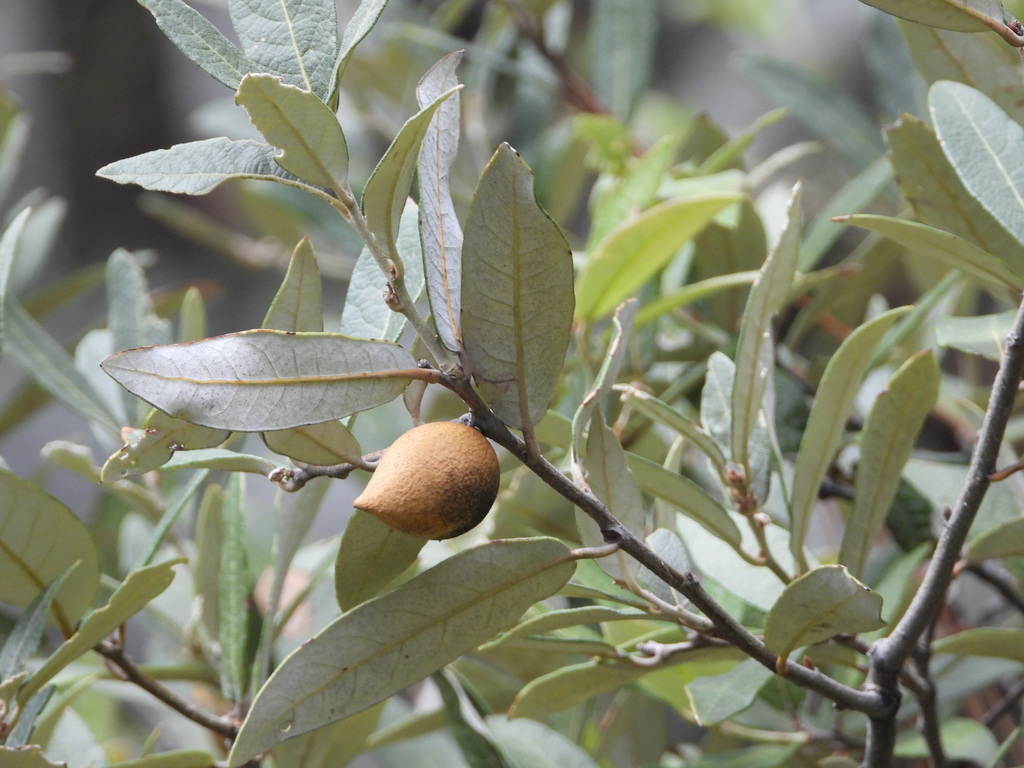 Amphibolips nassa