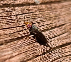 Cephaloconus tenebrosus