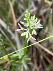 Polygala brevifolia
