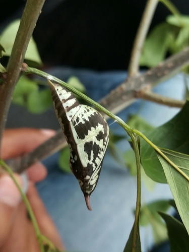 Large Orange Sulphur