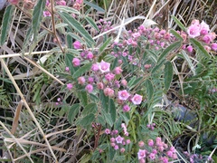Commersonia magniflora