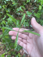 Stillingia sylvatica