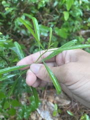 Stillingia sylvatica
