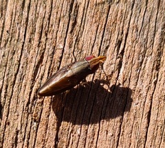 Cephaloconus tenebrosus