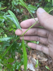 Stillingia sylvatica