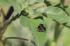 Chlosyne lacinia crocale