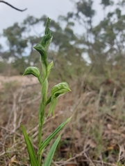 Pterostylis prasina