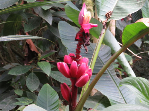 Musa velutina