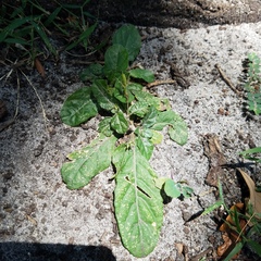 Pseudelephantopus spicatus