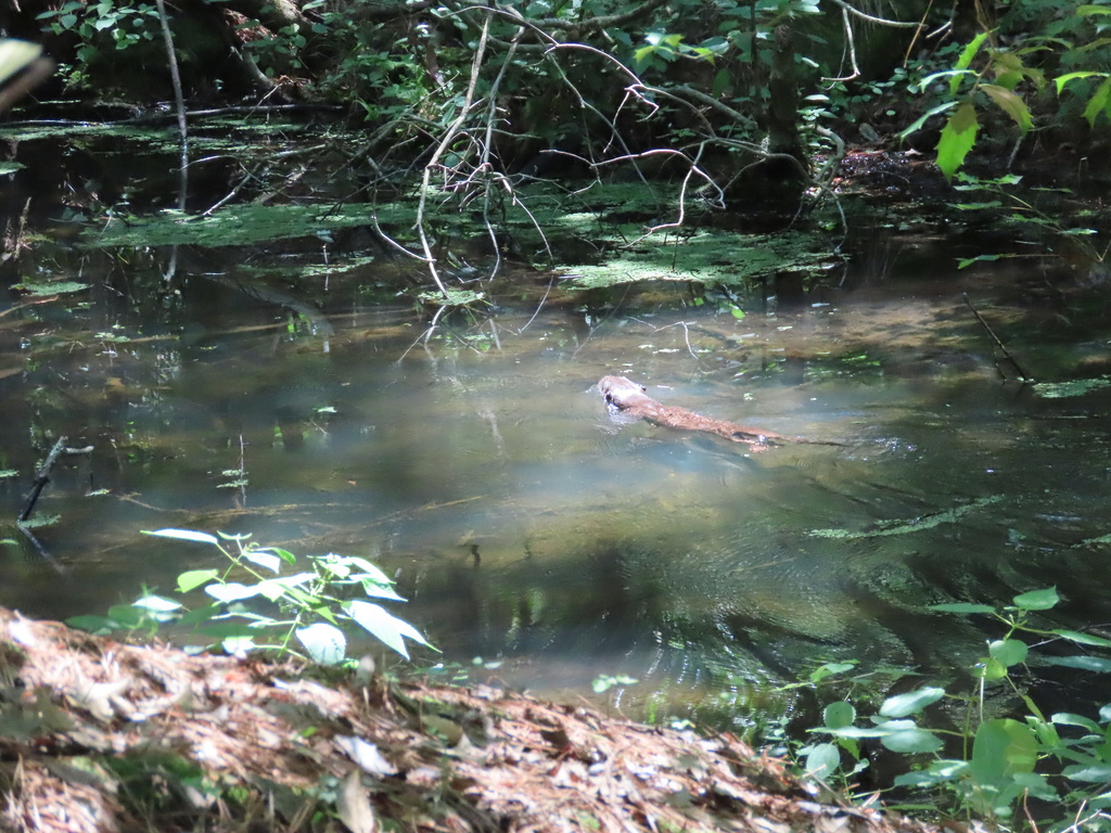 North American River Otter In July 2022 By Katie Gipson INaturalist   Large 