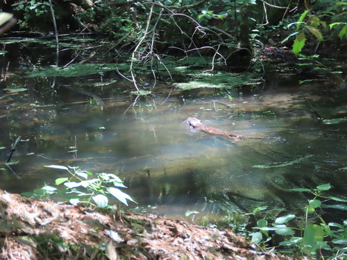 North American River Otter photographed in Maryland