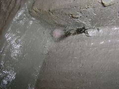 Steatoda hespera
