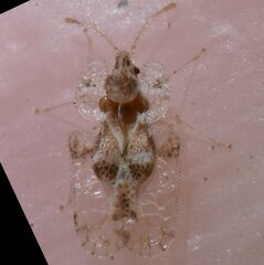 Corythucha floridana