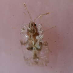 Corythucha floridana