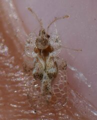 Corythucha floridana