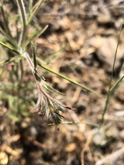 Cordylanthus capitatus