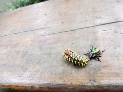 Cyclosia papilionaris