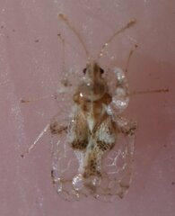 Corythucha floridana