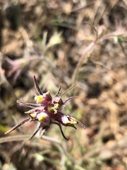 Cordylanthus capitatus