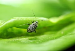 Charagochilus longicornis