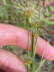 Rhynchospora glomerata