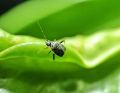 Charagochilus longicornis