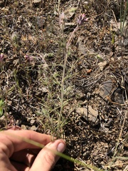 Cordylanthus capitatus