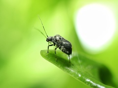 Charagochilus longicornis