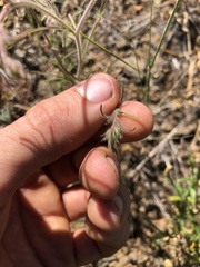 Cordylanthus capitatus