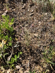 Cordylanthus capitatus