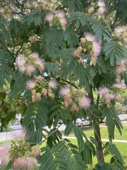 Albizia julibrissin