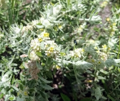 Buddleja scordioides