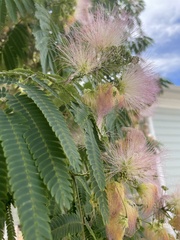 Albizia julibrissin