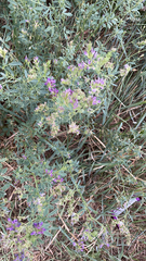 Medicago sativa