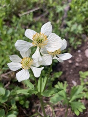 Anemonastrum zephyrum