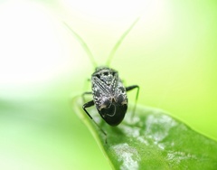 Charagochilus longicornis