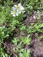 Anemonastrum zephyrum