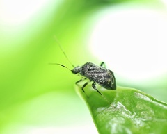Charagochilus longicornis