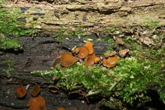 Chlorencoelia versiformis